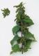 Nettle Tea Health Benefits